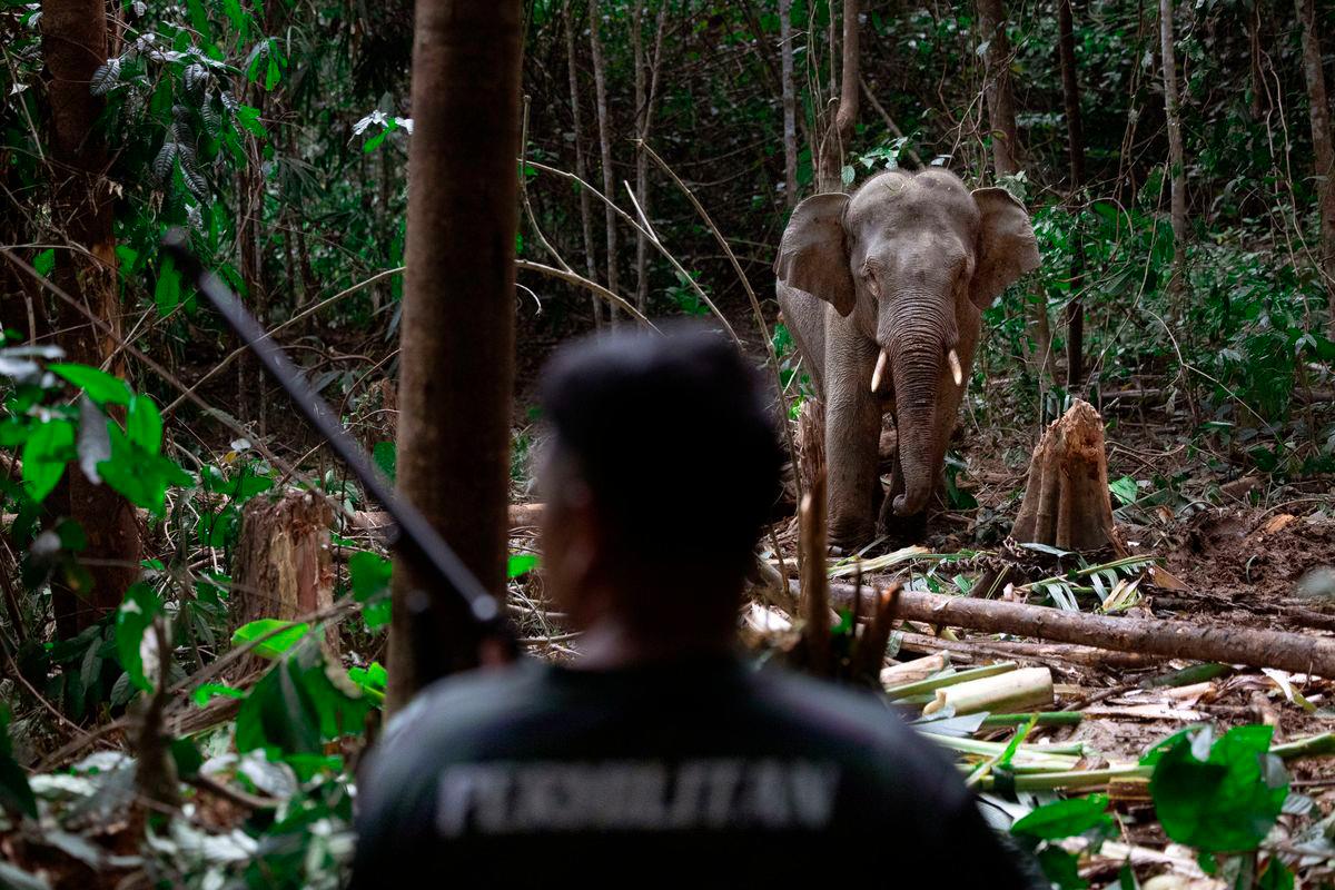 Perhilitan expects elephant sanctuary in Gerik to be operational by 2030 Perhilitan expects elephant sanctuary in Gerik to be operational by 2030