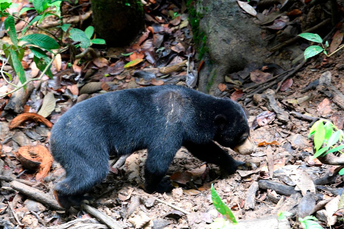 Perhilitan monitoring bear sighting in Dungun Perhilitan monitoring bear sighting in Dungun