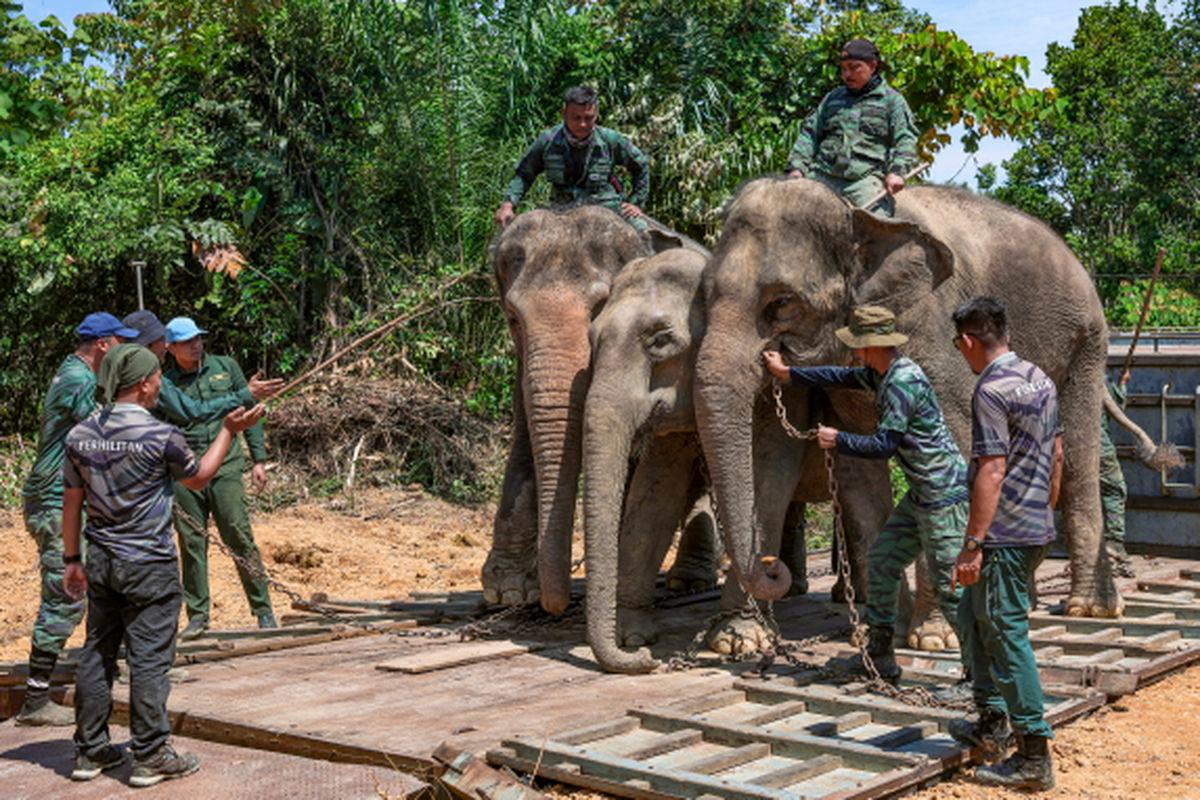 Perhilitan relocates five wild elephants in Gua Musang Perhilitan relocates five wild elephants in Gua Musang