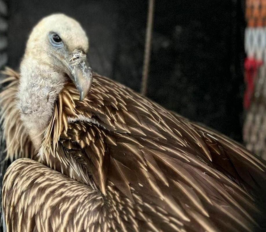 Perhilitan selamatkan burung hereng di jejambat i-City