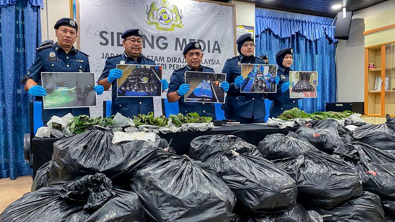 Perlis customs seize 1,700kg of ketum leaves worth RM68,000