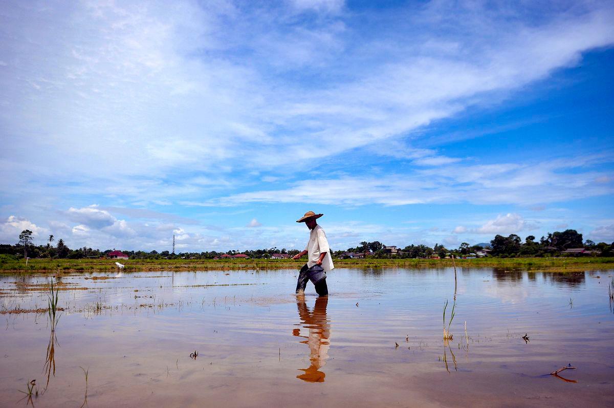 Perlis floods: RM780K compensation paid to padi farmers Perlis floods: RM780K compensation paid to padi farmers