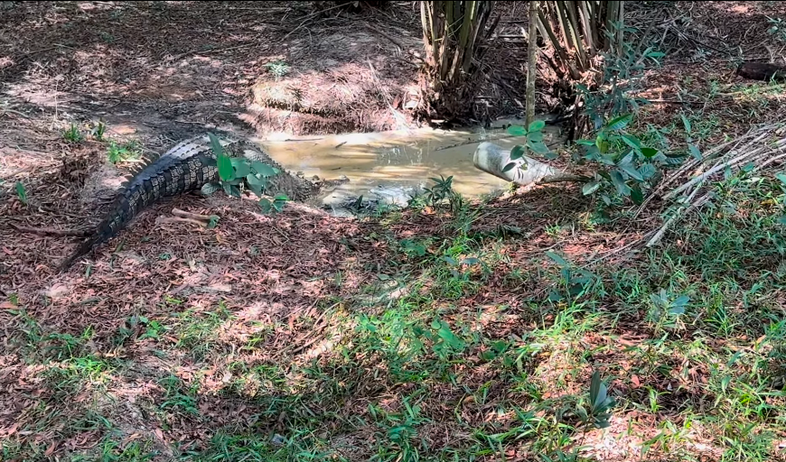 Pet croc weighing over 300kg safely relocated after 46 years in Kajang home