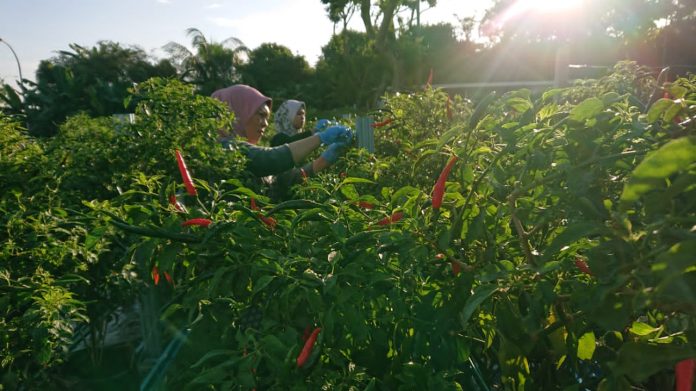 Beyond Benih boosts food security for 155,000 B40 communities