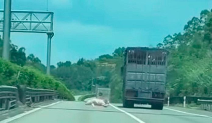 Pig jumps from moving truck in viral dashcam video escape