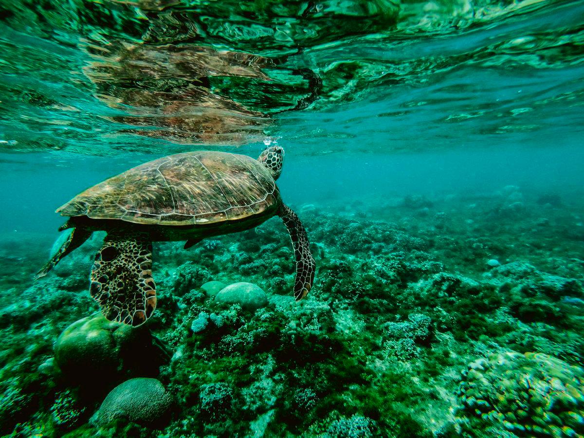 Pledge to protect oceans falling billions short: report Pledge to protect oceans falling billions short: report