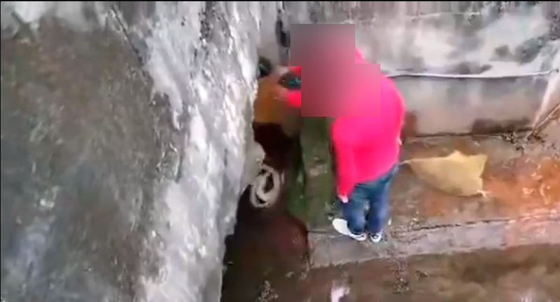 Police confirm receiving report on pythons released into Putra Heights drain 
