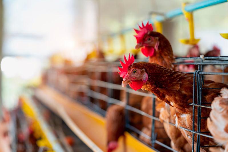 Poultry processing facility in Kulim ordered to shut down over wastewater pollution, second facility since last week