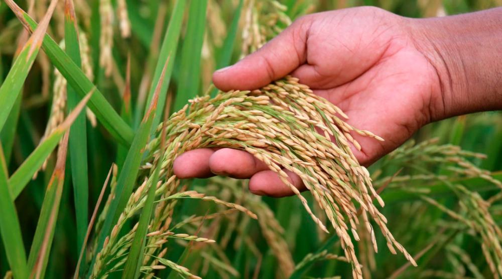 Precision tech, robotics and R&D among vital ingredients for Malaysia to achieve food security: Professor Precision tech, robotics and R&D among vital ingredients for Malaysia to achieve food security: Professor