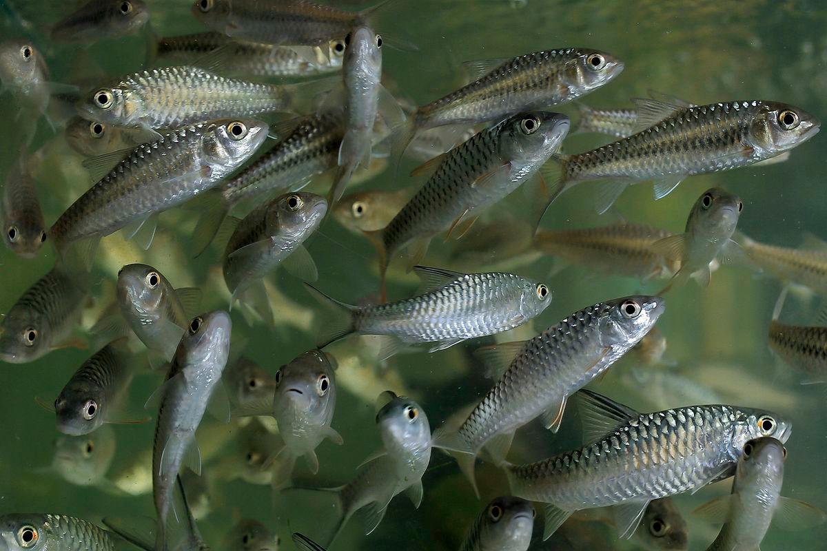 Predator threats cause ikan kelah to leave Lake Kenyir sanctuary