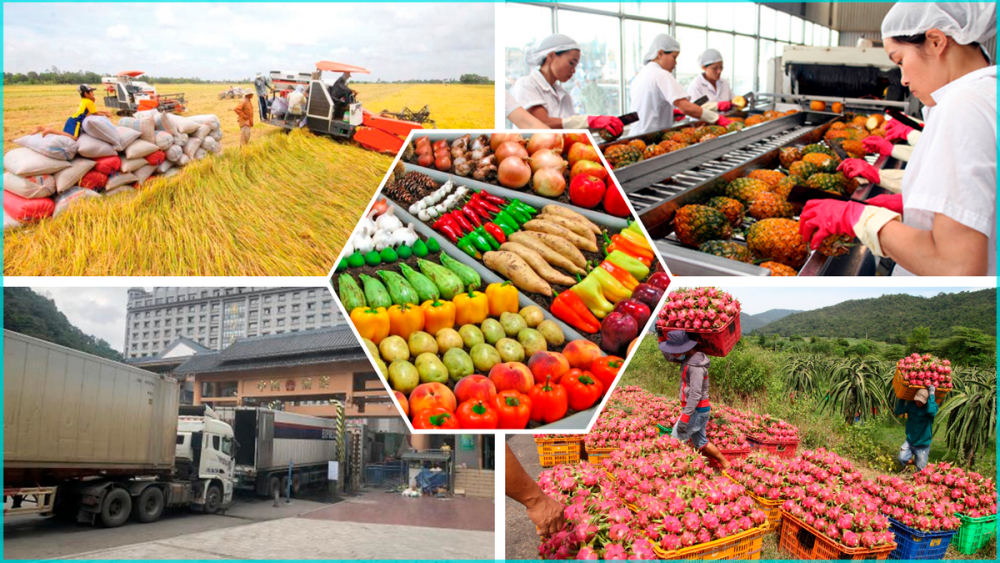 President Xi Jinping’s visit to Vietnam: Marking the 75th anniversary of diplomatic relations and boosting bilateral trade in agriculture, forestry and fisheries President Xi Jinping’s visit to Vietnam: Marking the 75th anniversary of diplomatic relations and boosting bilateral trade in agriculture, forestry and fisheries