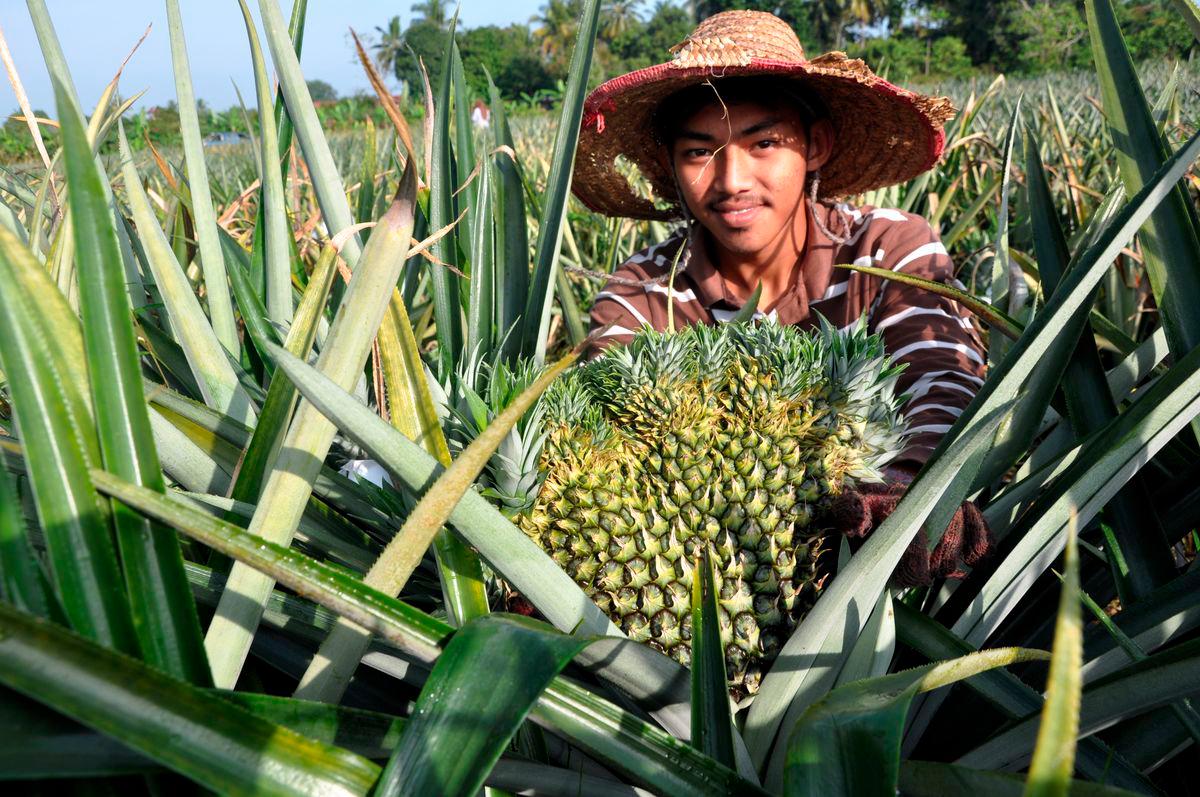 Produk inovasi nanas pelbagai guna dilancar sempena Hari Nanas Malaysia Produk inovasi nanas pelbagai guna dilancar sempena Hari Nanas Malaysia