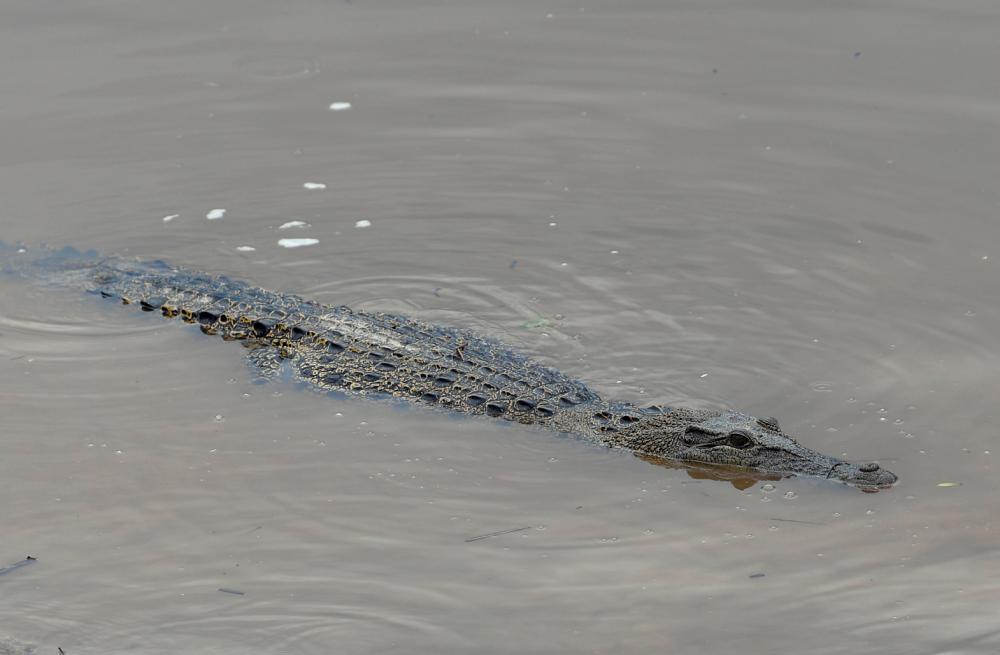Public advised to be cautious following crocodile sighting at Pantai Cermin