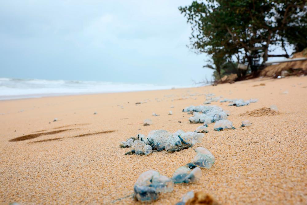 Public told to be cautious of presence of venomous jellyfish at Pantai Rhu Muda Public told to be cautious of presence of venomous jellyfish at Pantai Rhu Muda