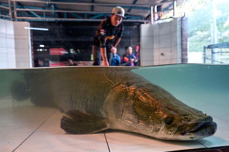Red-tailed catfish, peacock bass detected in Terengganu waters - Fisheries Dept Red-tailed catfish, peacock bass detected in Terengganu waters - Fisheries Dept