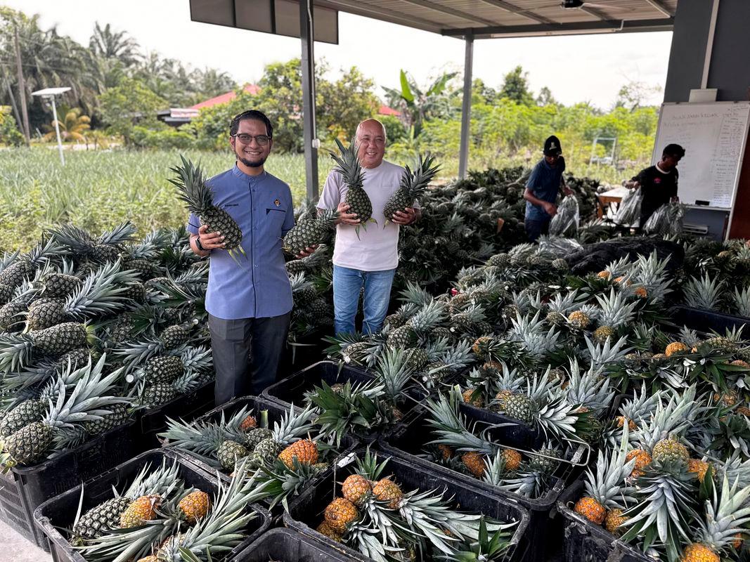 SST expansion helps protect local fruit industry - Pineapple growers SST expansion helps protect local fruit industry - Pineapple growers
