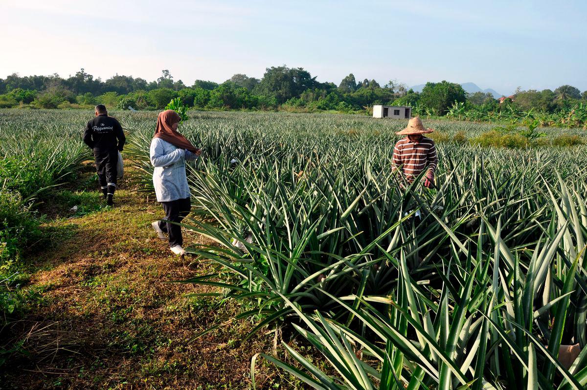 SST scope expansion a boost to national pineapple industry - LPNM SST scope expansion a boost to national pineapple industry - LPNM