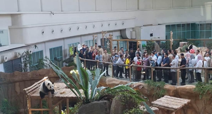 Screenshot 2026-01-10 143903 Pasangan panda baharu diperkenalkan kepada PM Anwar di Zoo Negara