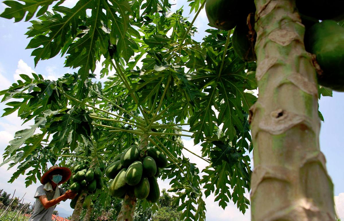 SejaTi MADANI: One-foot papaya project boosts Kampung Kuak Hulu’s economy SejaTi MADANI: One-foot papaya project boosts Kampung Kuak Hulu’s economy