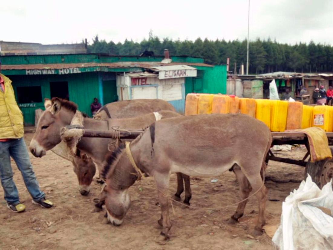 Six million donkeys slaughtered for Chinese medicine: charity