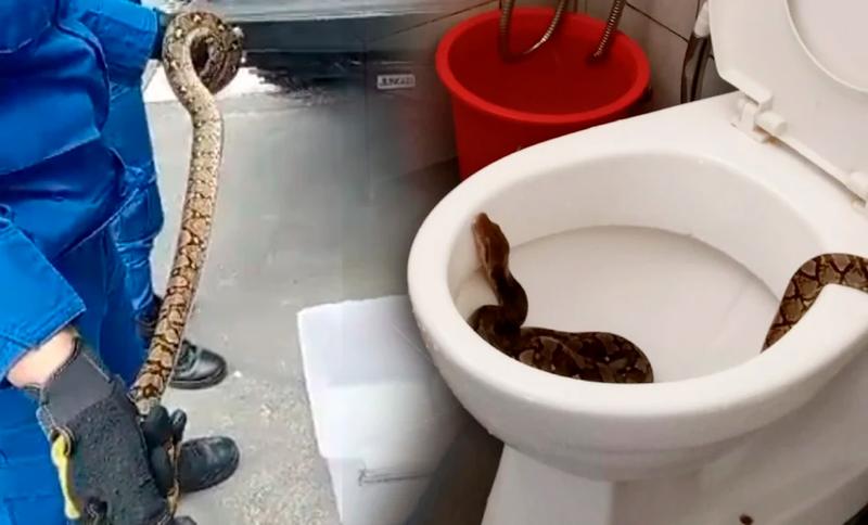 Six-year-old injured after bitten by snake hiding in toilet bowl Six-year-old injured after bitten by snake hiding in toilet bowl