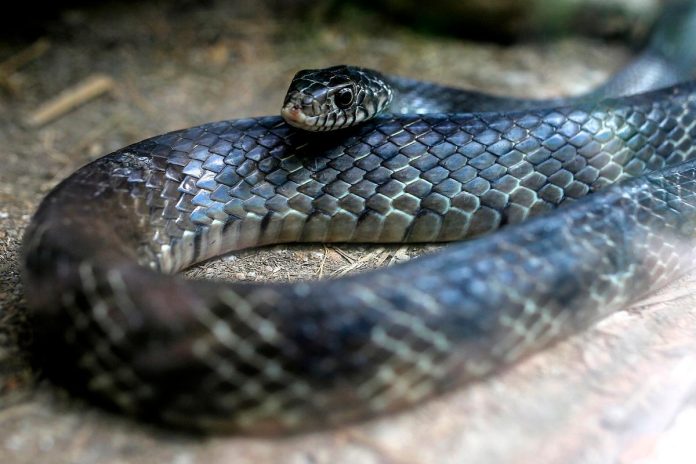 Snakes on a plane bound for India, again