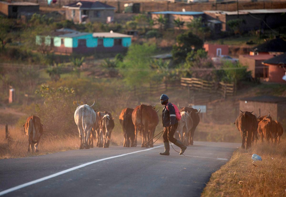 South Africa to ramp up vaccinations as foot-and-mouth disease spreads South Africa to ramp up vaccinations as foot-and-mouth disease spreads