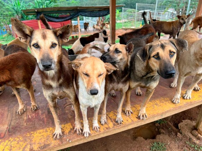 State govt’s plans to carry out mass culling of stray dogs disappointing: Furrykids Safehaven