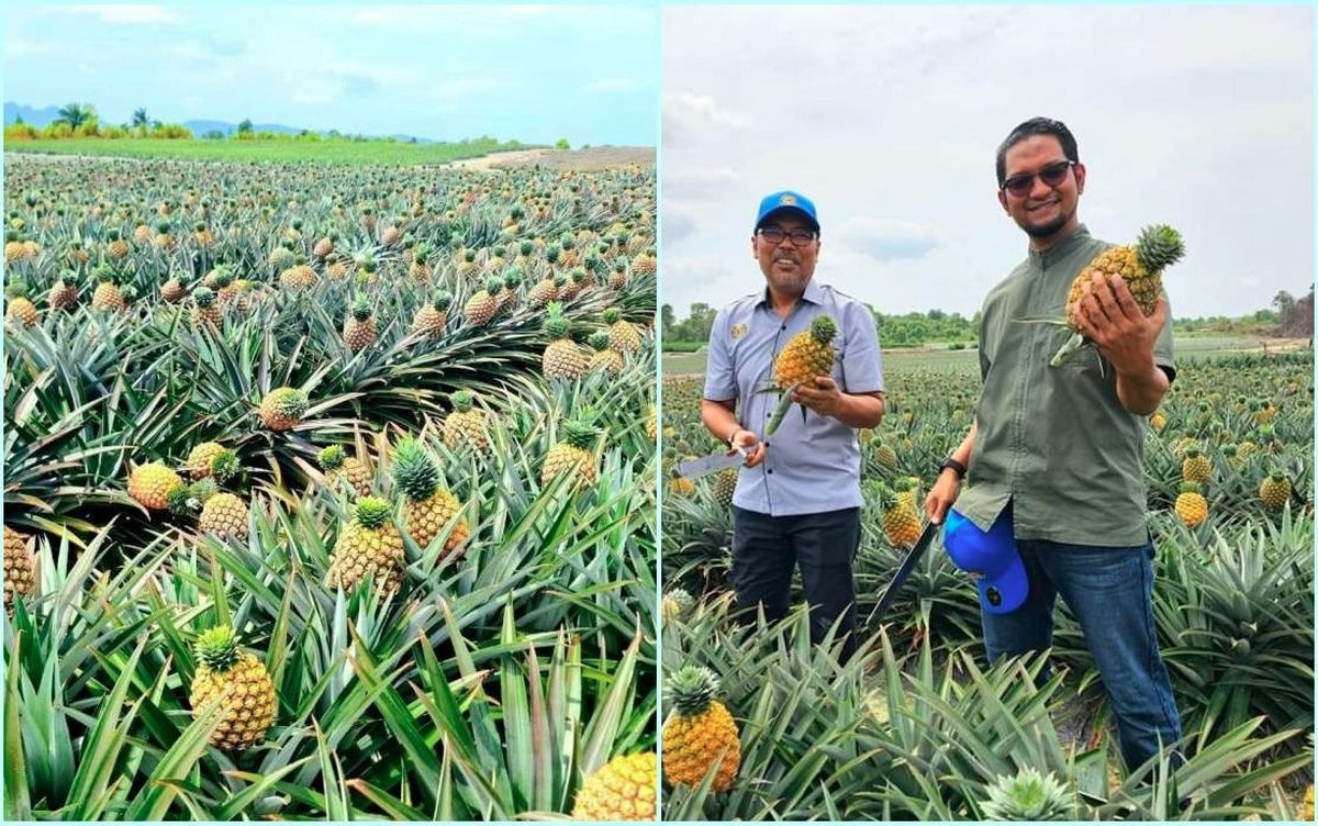Strategic push for pineapple industry expansion in Sarawak gains momentum Strategic push for pineapple industry expansion in Sarawak gains momentum