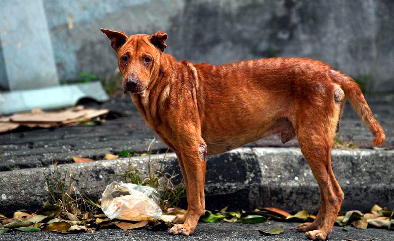 Stray dogs pose danger to road users in Sik Stray dogs pose danger to road users in Sik