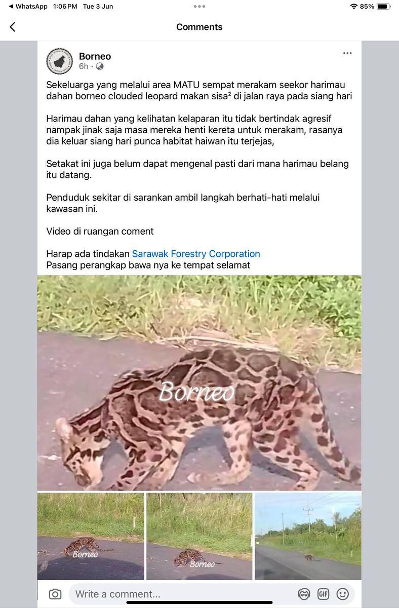 Swift investigation on stirring appearance of Bornean clouded leopard in Mukah division Swift investigation on stirring appearance of Bornean clouded leopard in Mukah division