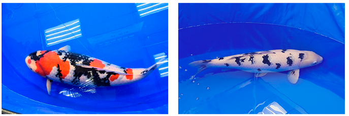 “Swimming Jewels” Nishikigoi – Niigata-bred Koi Wins Top Prize at Global Beauty Competition