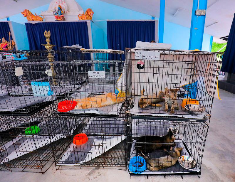 Temple refuge for pets, strays injured in blaze Temple refuge for pets, strays injured in blaze