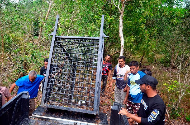 T’ganu Perhilitan steps up search for mother bear and cub in villages T’ganu Perhilitan steps up search for mother bear and cub in villages