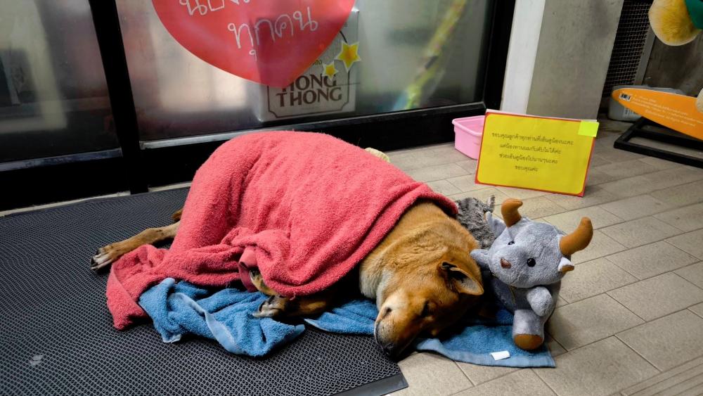 Thailand’s Hachi: Dog waits outside 7-Eleven for late owner who’ll never return Thailand’s Hachi: Dog waits outside 7-Eleven for late owner who’ll never return