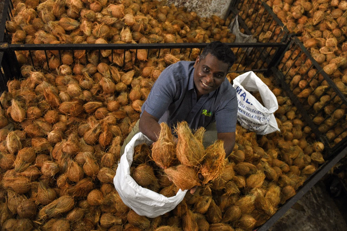 Thaipusam: Coconut suppliers gear up a month before festival