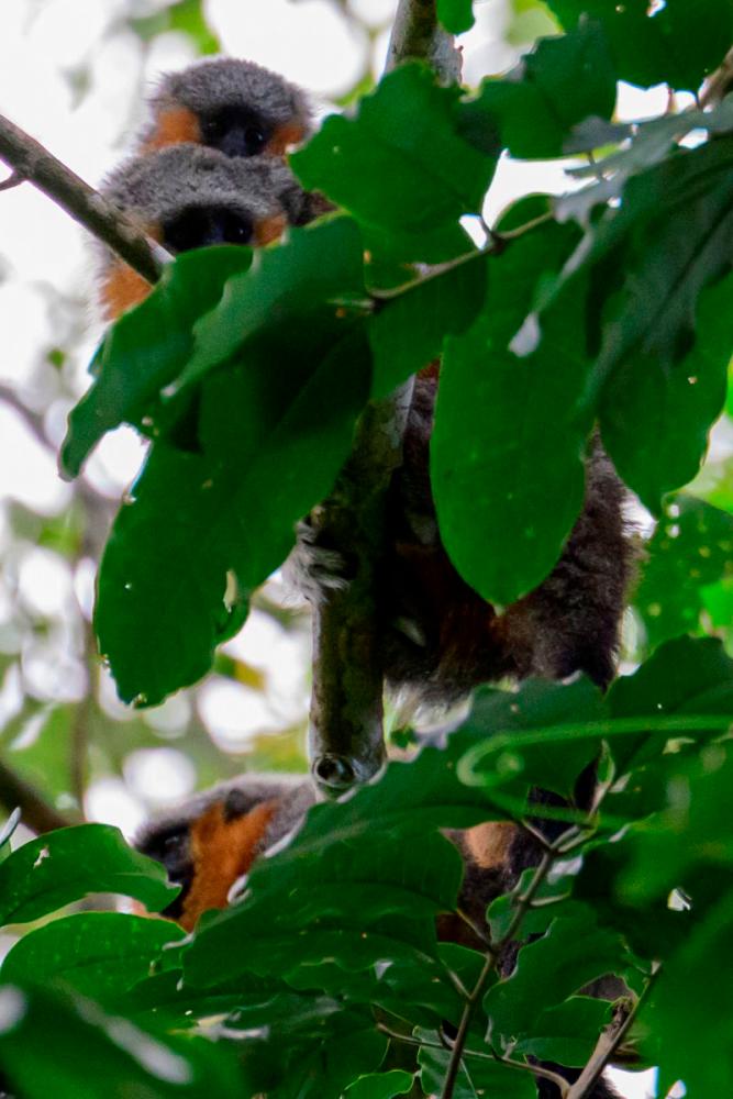 The race to save the Amazon's bushy-bearded monkeys