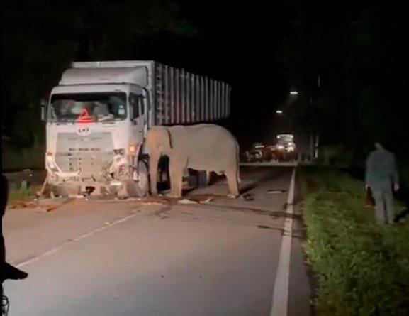 Tiada kecuaian dalam kemalangan anak gajah - Polis Tiada kecuaian dalam kemalangan anak gajah - Polis