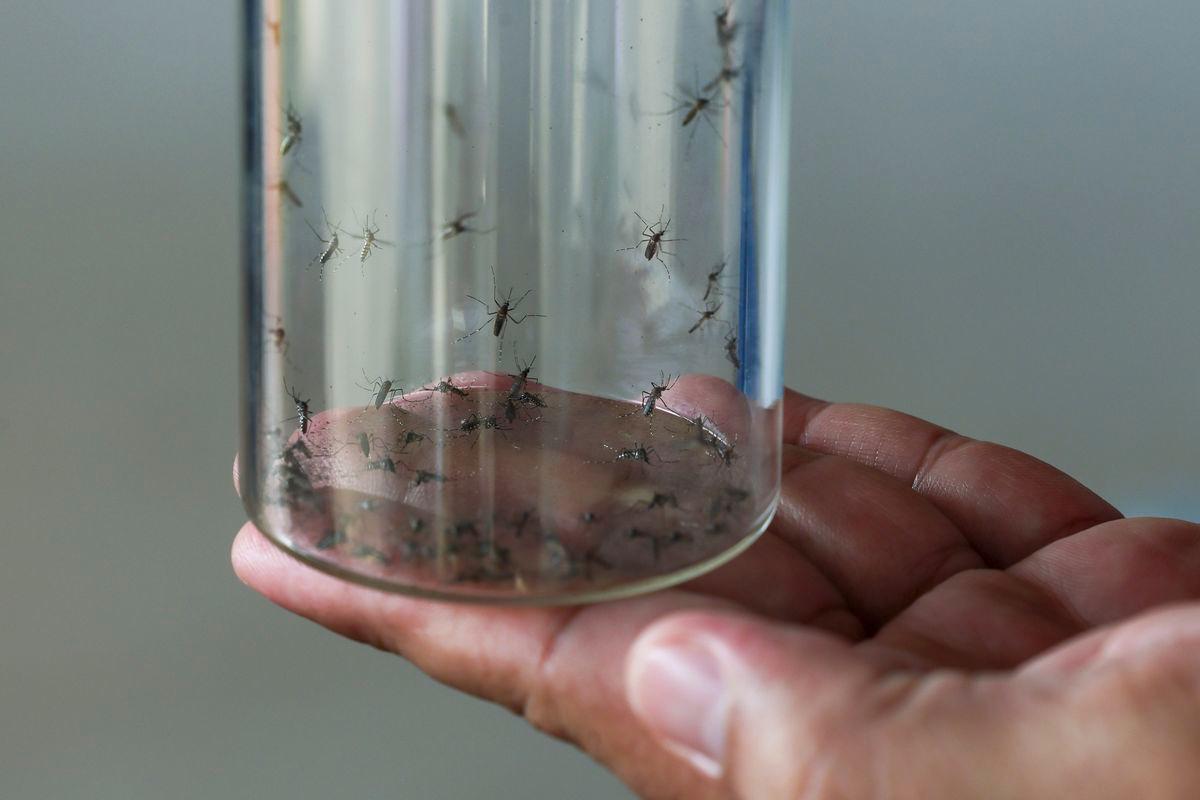 ‘Timely’ alliance to develop effective dengue treatment