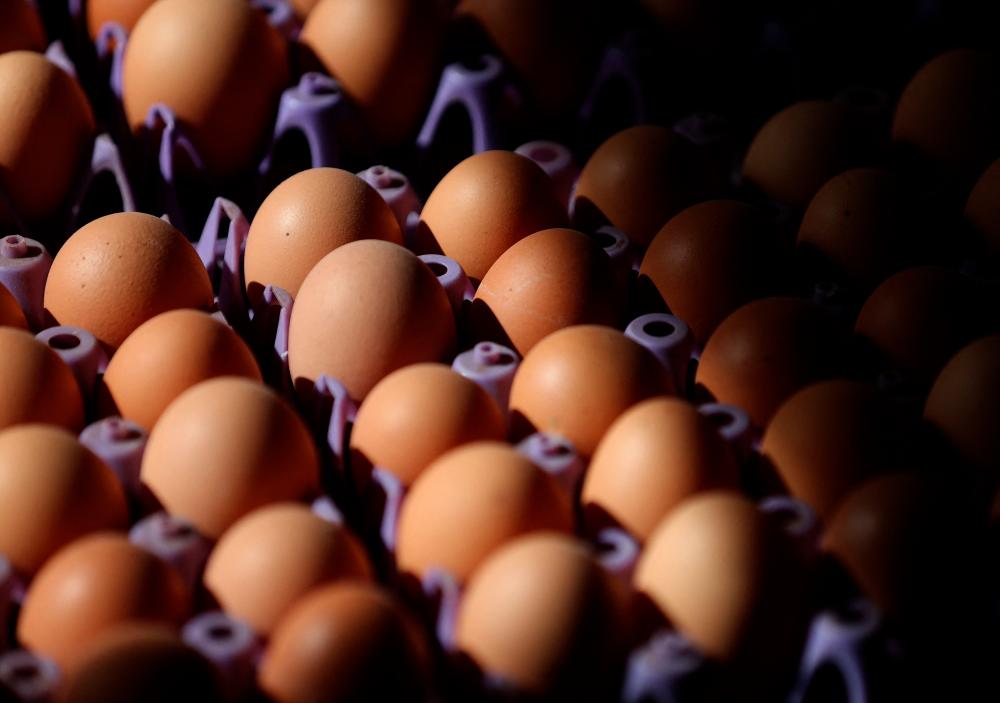 Turkey to export 15,000 tonnes of eggs to US to ease bird flu disruptions Turkey to export 15,000 tonnes of eggs to US to ease bird flu disruptions