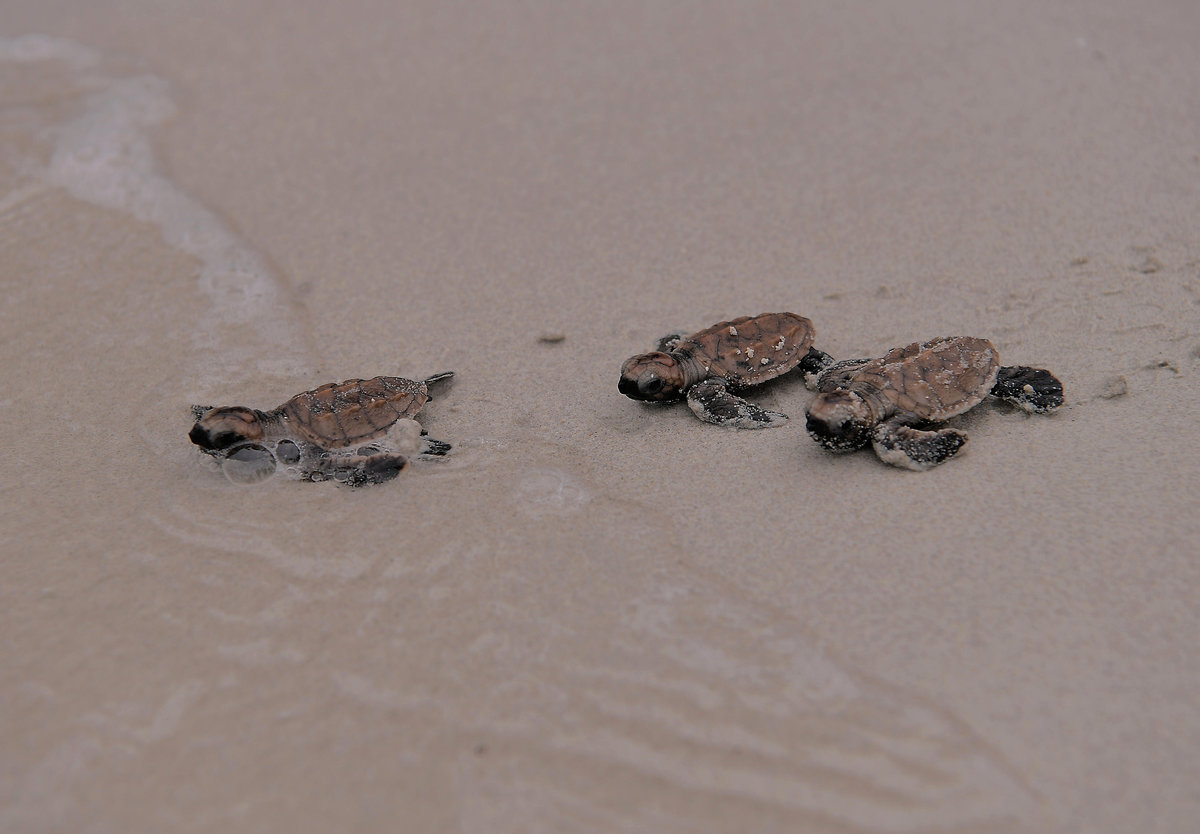 UMT urges Terengganu Gov’t to control tourism activities in marine parks UMT urges Terengganu Gov’t to control tourism activities in marine parks