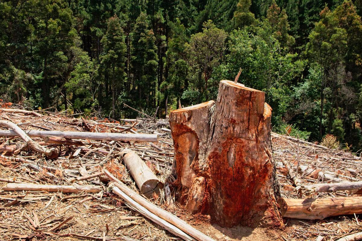 US RV brands linked to Borneo deforestation in NGO report US RV brands linked to Borneo deforestation in NGO report