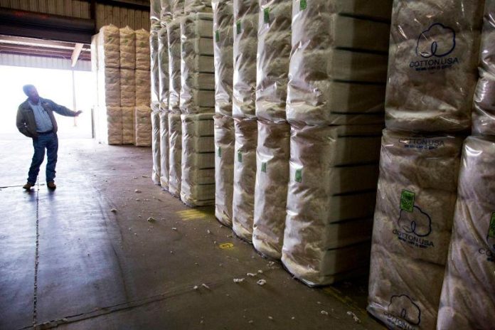 US cotton exports to India rise on lower prices, tariff uncertainties