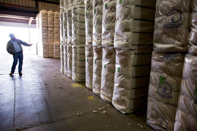 US cotton exports to India rise on lower prices, tariff uncertainties