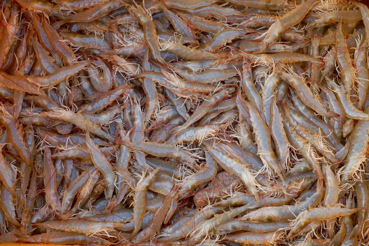 US recalls Indonesian shrimp over radioactivity scare