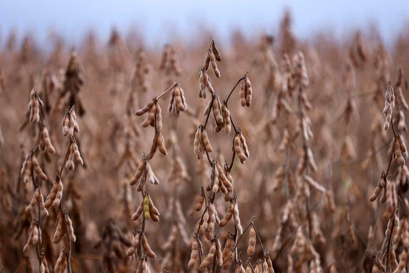US soybeans, energy: Who is hit by China's tariff retaliation?