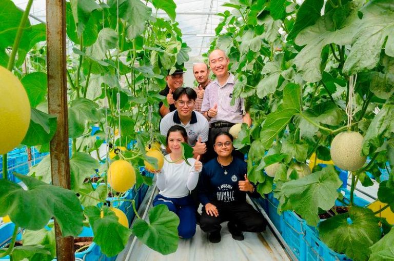 UTAR's successful sustainable muskmelon farming 