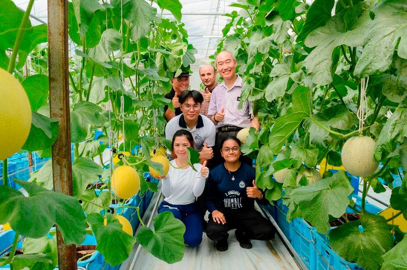 UTAR's successful sustainable muskmelon farming UTAR's successful sustainable muskmelon farming