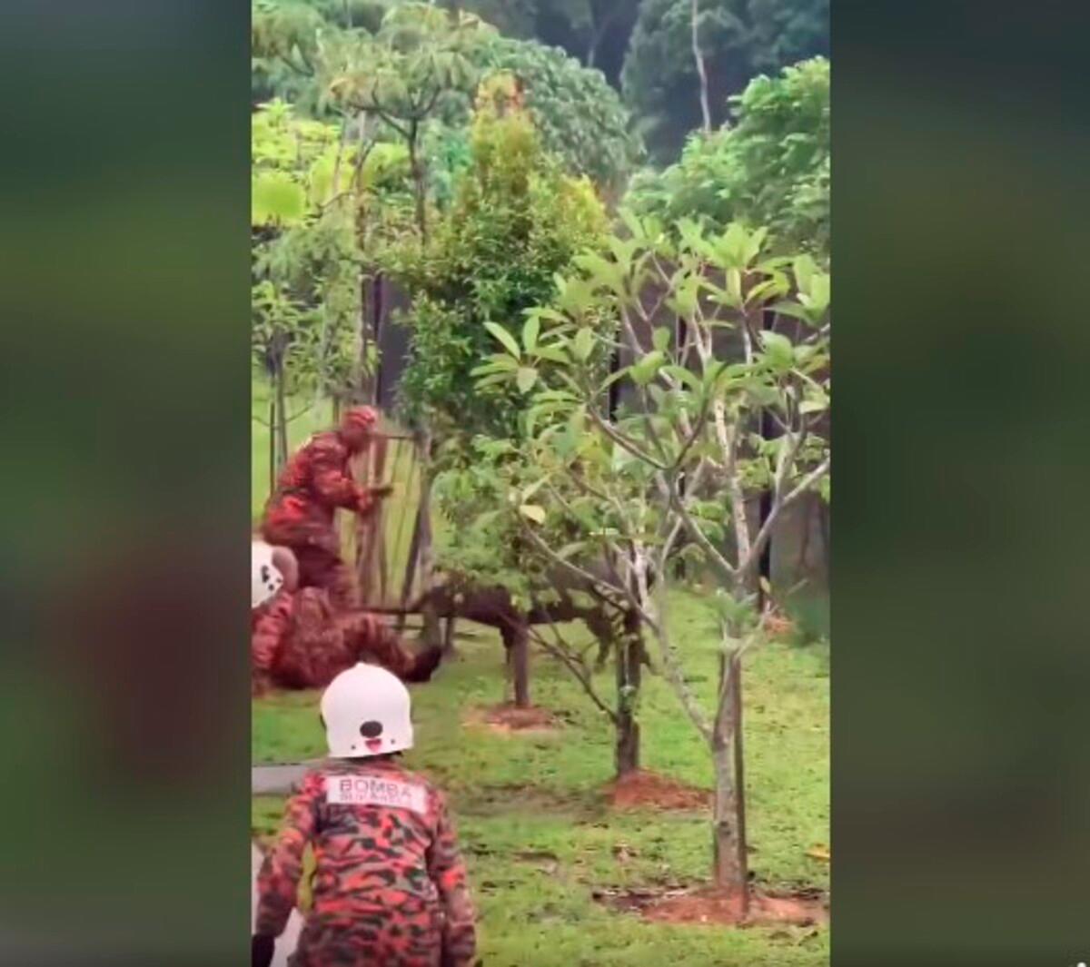 Wild boar turns aggressive, attacks firefighter during relocation attempt Wild boar turns aggressive, attacks firefighter during relocation attempt