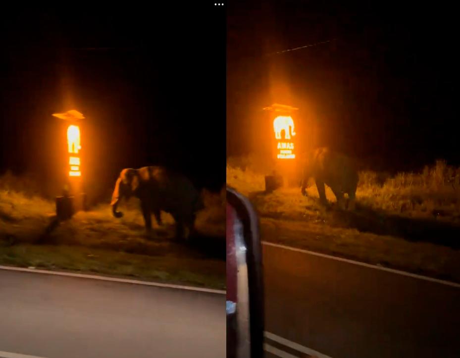 Wild elephant caught staring at signboard with its images, netizens take pot shots